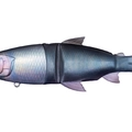 Real Hasu K19