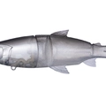 Maji Bait K22