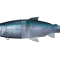 Real Blue Trout K24