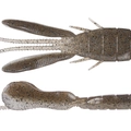 Ghost Shrimp TW117