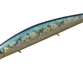 American Sunfish H03