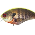 Matte Chart Back Real Gill RP07