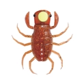 Pumpkin Pepper OM005