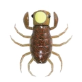 Tamanushi OM008