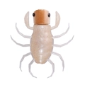 AmericaShirohitori (Hyphantria cunea) OM012