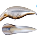 M.T. Ghost Brown Shad.C TS24