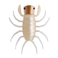 AmericaShirohitori (Hyphantria cunea) OM012