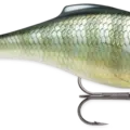 Bluegill