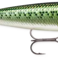 Baby Bass