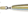 Gizzard Shad