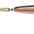 Bleeding Tennessee Shad