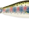 Rainbow Trout