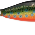 Brook Trout