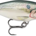 Shad