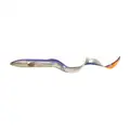 Purple Eel