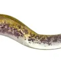 Green Lamprey