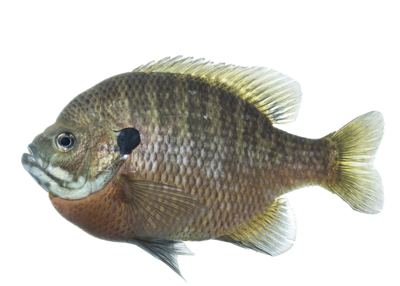 Bluegill