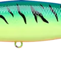 Blue Chart Tiger