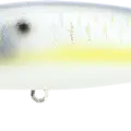 Gold Threadfin Shad