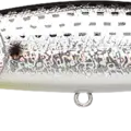 Spotted Shad - Konoshiro