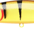 Tiger Perch