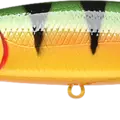 Northern Yellow Perch