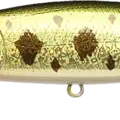 Northern Large Mouth Bass