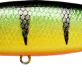 Gold Skin Perch