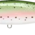 Rainbow Trout