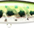 Aurora Bass