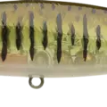 Smallmouth Bass