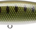 Pearl Goujon - French Bait Fish