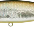 MS Aurora Shad