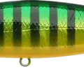 Northern Golden Perch