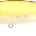 Golden Shiner