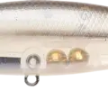 Striped Shad