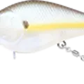 Chartreuse Shad