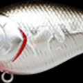 BP Golden Shiner