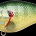 Green Pumpkinseed