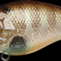Flake Flake Striped Gill