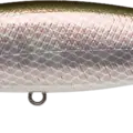 Aurora Barramundi