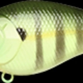 Sexy Chartreuse Perch
