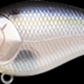 Ghost Threadfin Shad