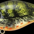 TO Green Craw