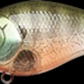 Flake Flake Male Gill