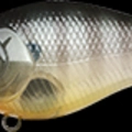 Sun Fish