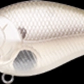 Striped Shad