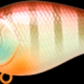 Shin Tone Gill