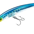 Sardine