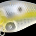 CF Lens Gold Threadfin
